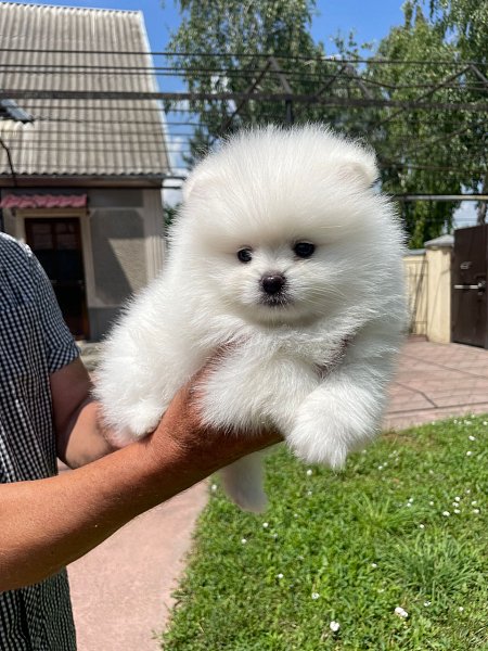 Pomeranian mini