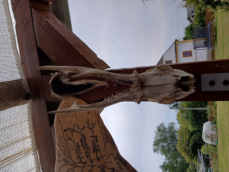 Parůžky