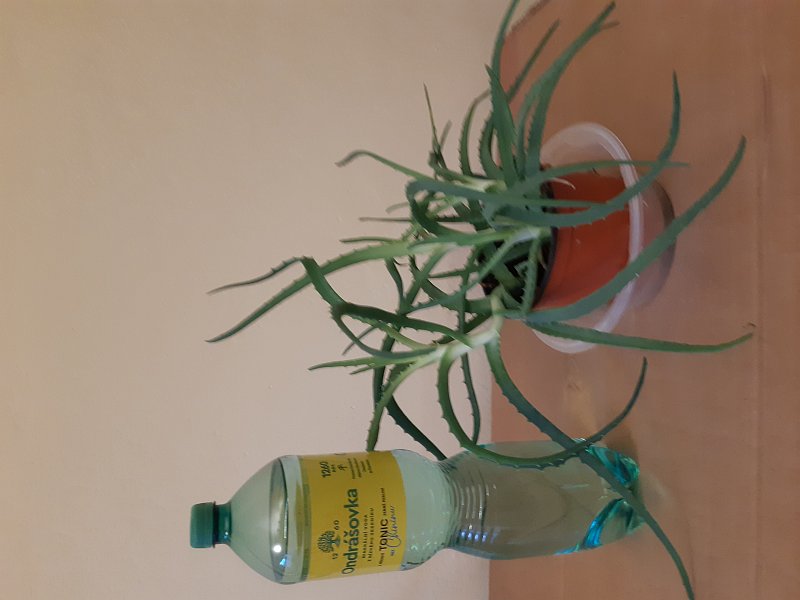 Aloe