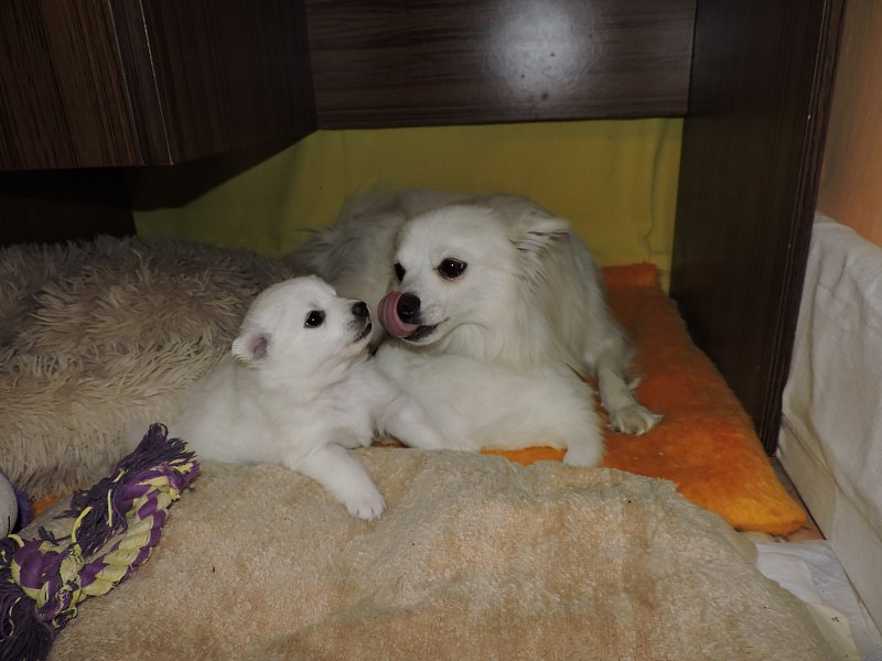 Prodám štěně  pejska středního bílého Německého špice