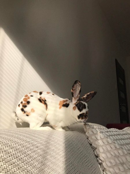 Zakrslý králíček