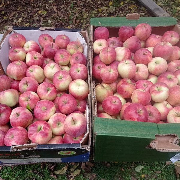 NABÍDKA OVOCE - JABLÍČKA