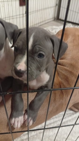 Americký stafordšírský teriér bez PP