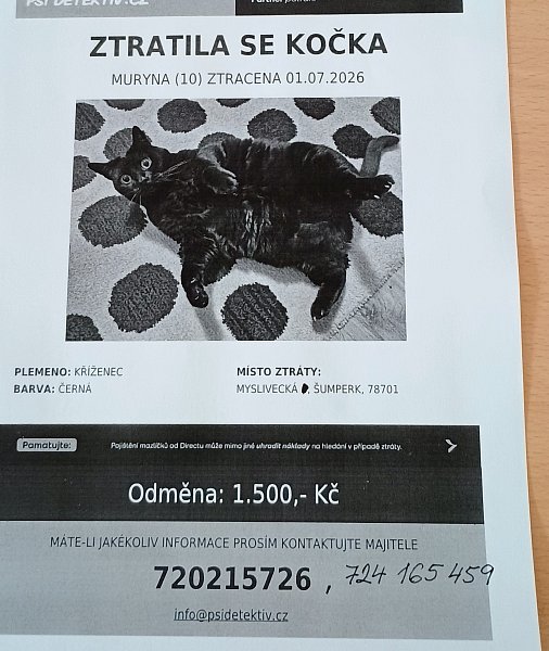 Hledám  černou kočku