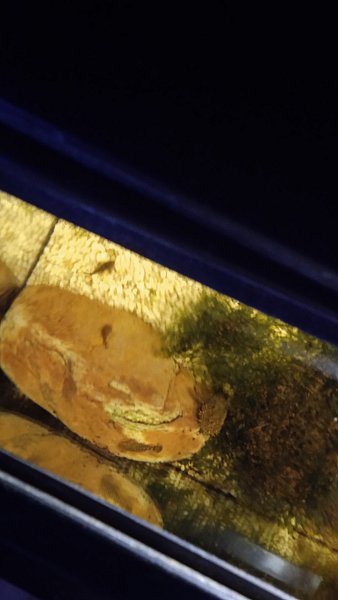 Ancistrus,čistící ryba akvária