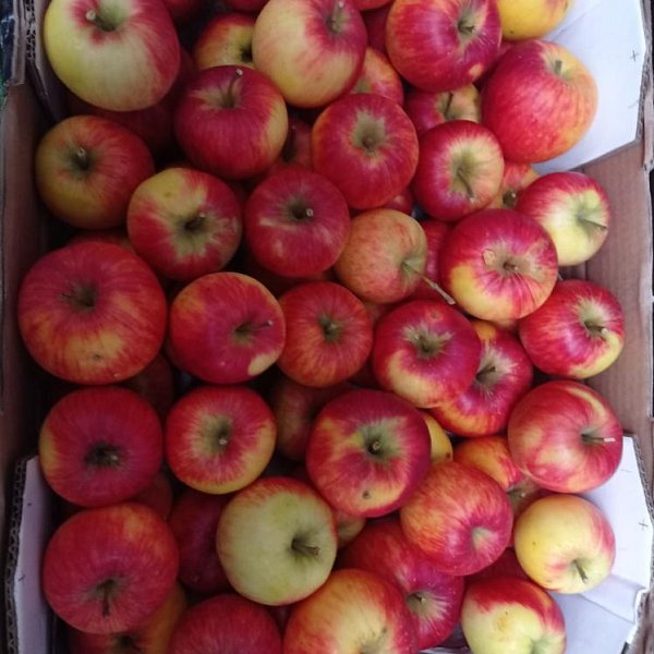 Vánoční jablíčka pro štěstí od pěstitele