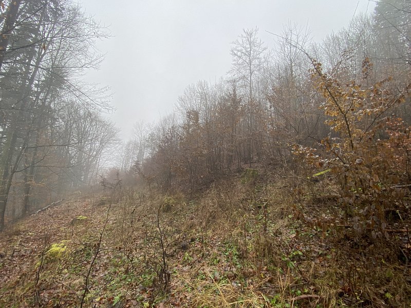 Lesní pozemek Jedlí