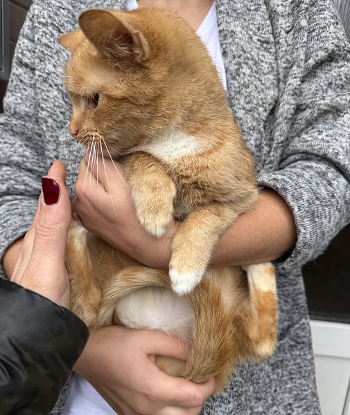 Kočičky k adopci