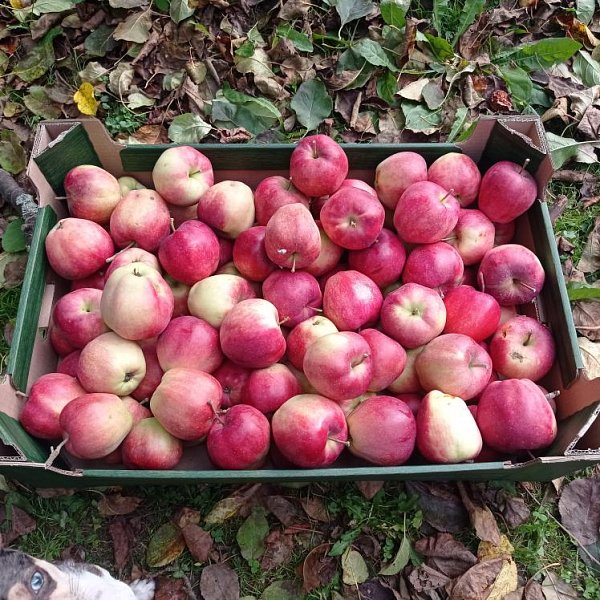 JABLÍČKA JAK MALOVANÁ