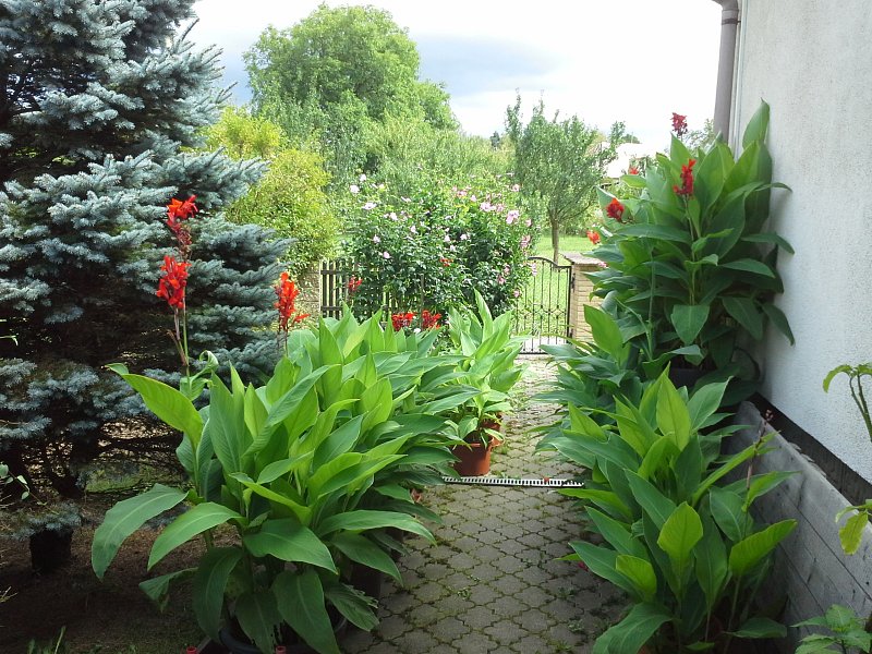 POSLEDNÍ KUSY KANY INDICKÉ (Canna indica) - PŘEBYTEK