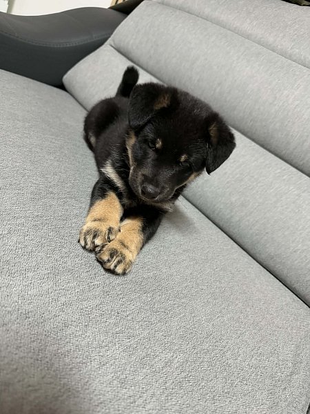 Shiba inu křížený německý špic