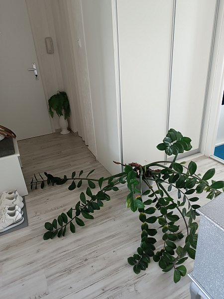 Zamiokulkas